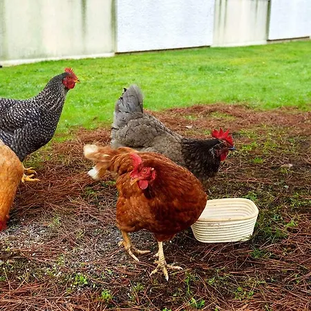 Ibis Est Pontlieue فندق 3*