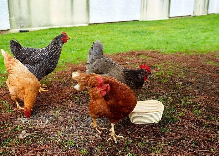 Ibis Est Pontlieue Hotel 3*